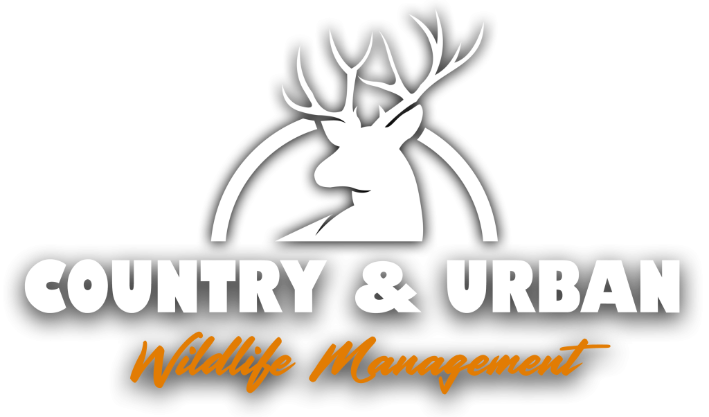 Logo with Shadow